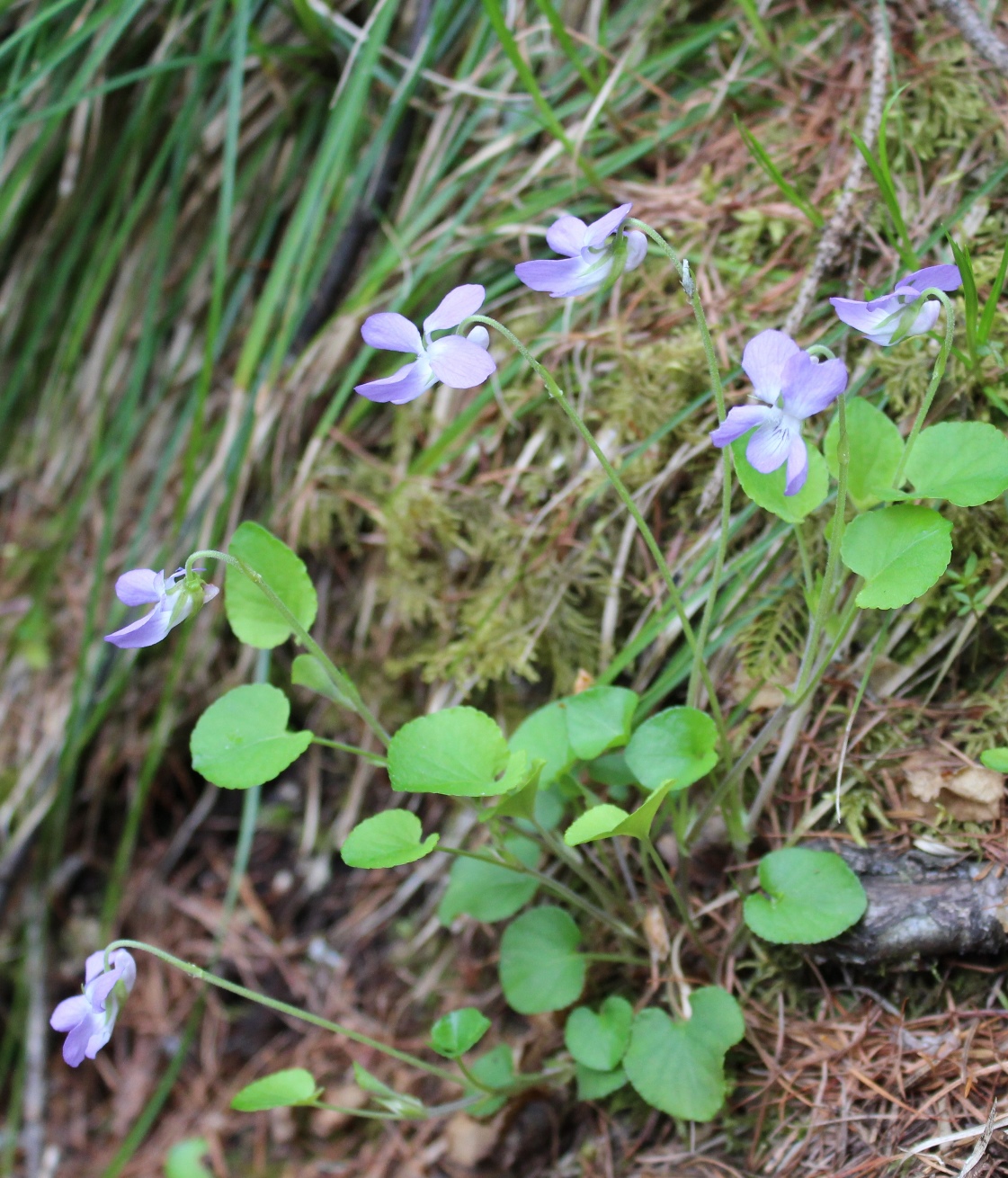 Изображение особи Viola mauritii.