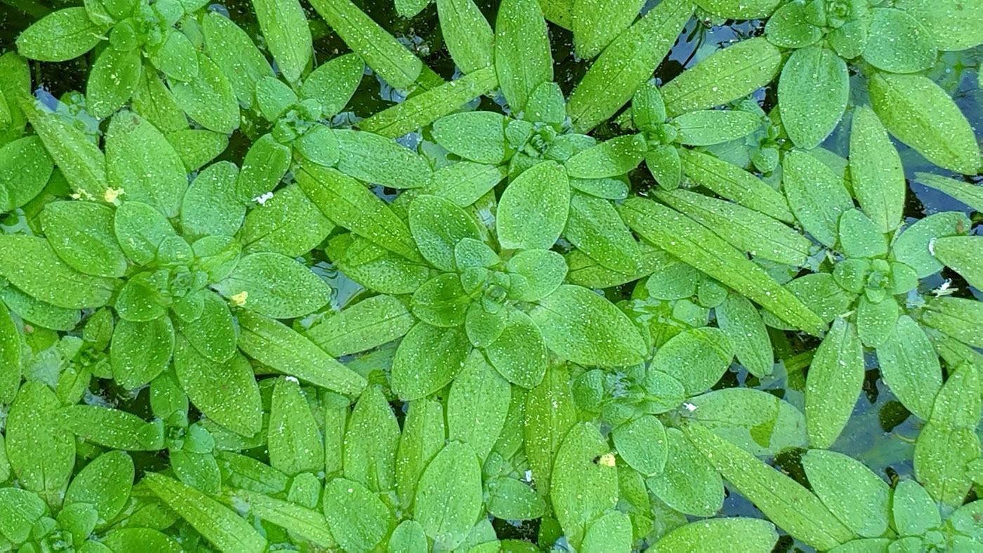 Image of genus Callitriche specimen.