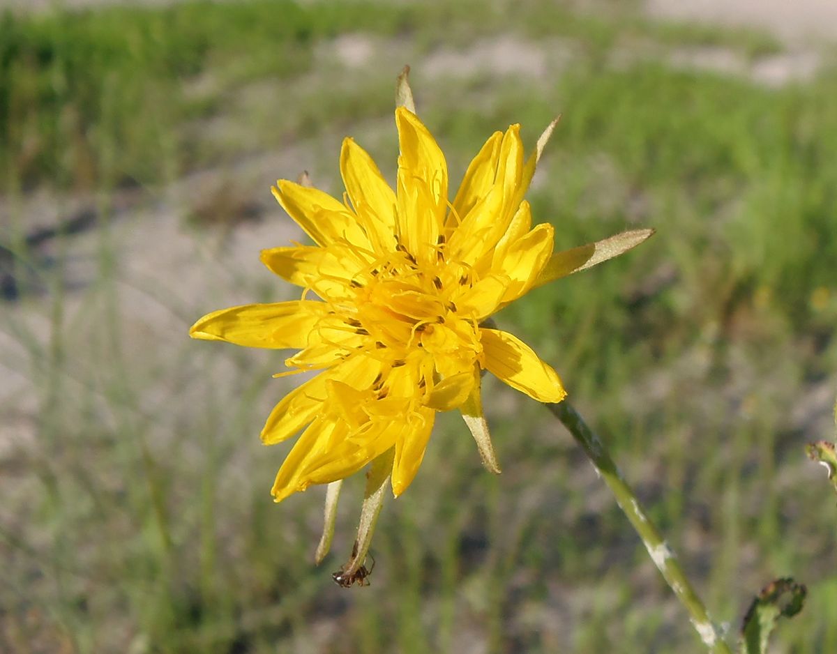 Изображение особи род Tragopogon.