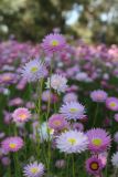 Rhodanthe chlorocephala ssp. rosea