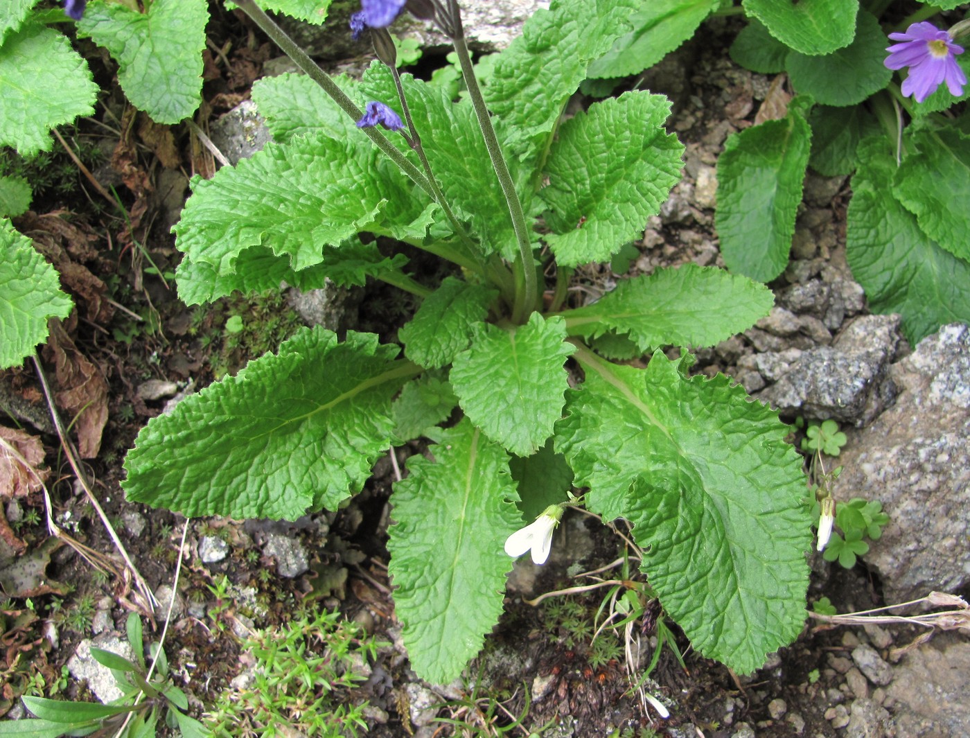 Image of Primula meyeri specimen.
