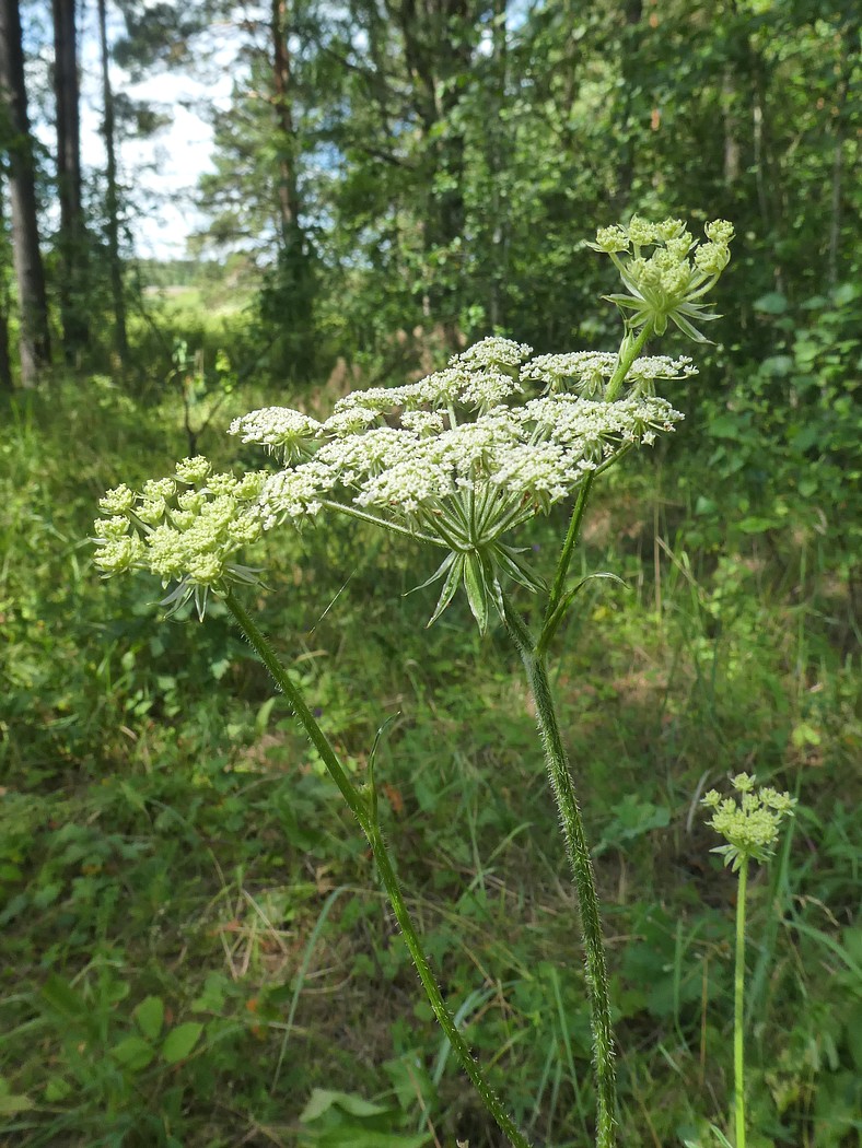 Изображение особи Laserpitium prutenicum.