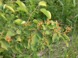 Amelanchier spicata