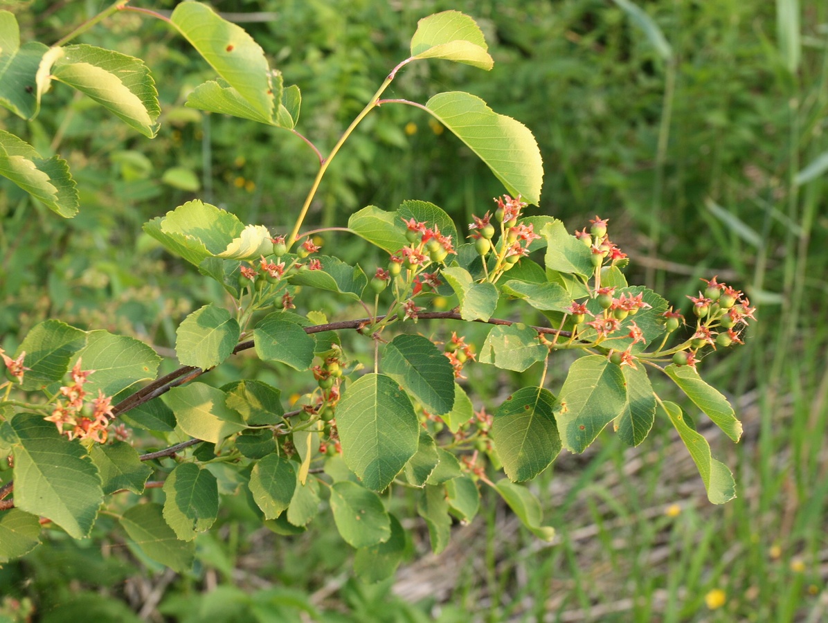 Image of Amelanchier spicata specimen.