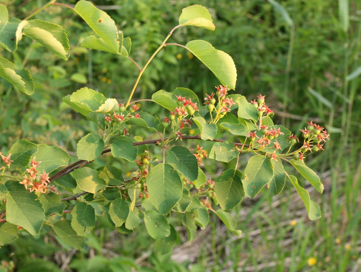 Изображение особи Amelanchier spicata.