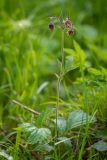 Geum rivale