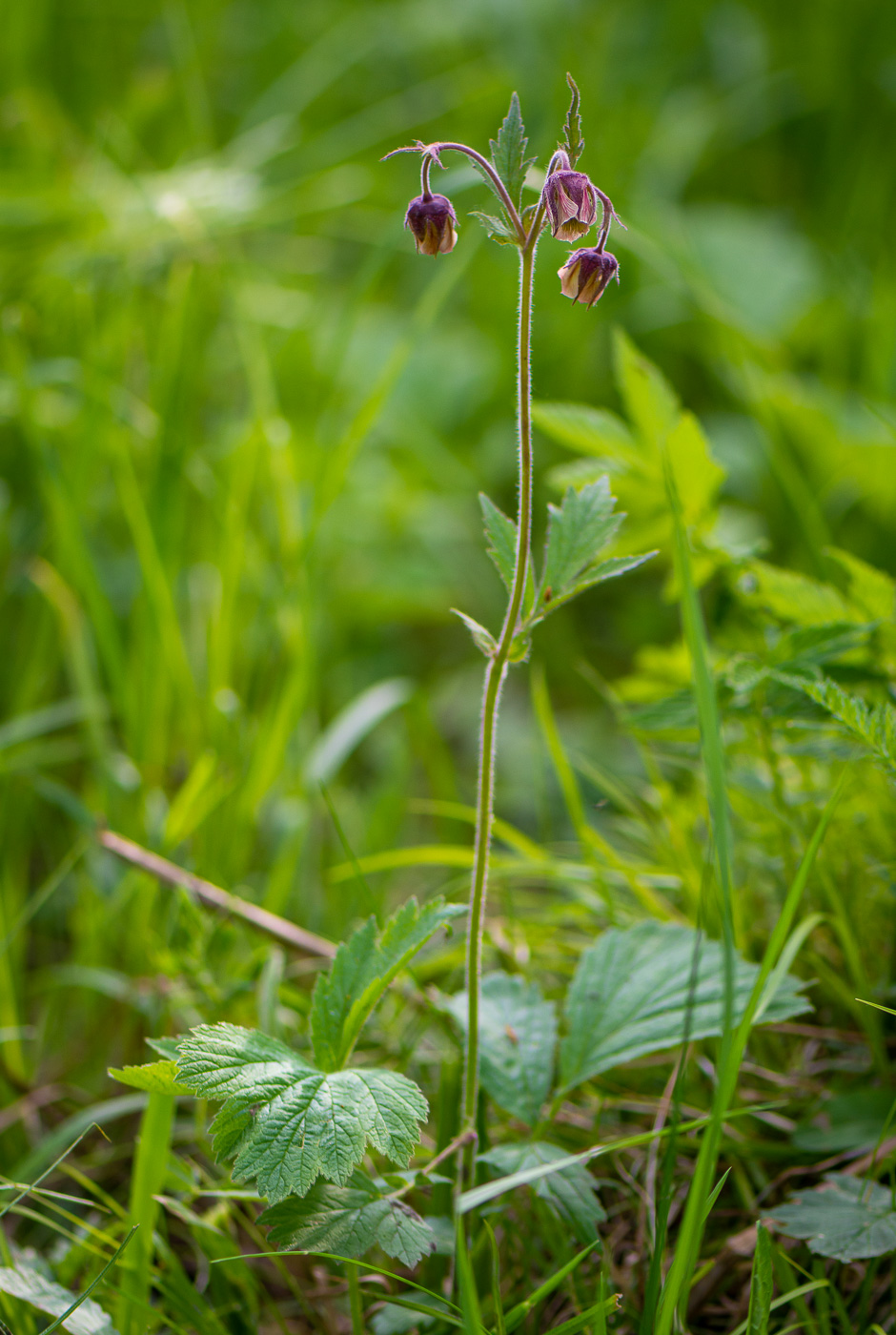 Изображение особи Geum rivale.