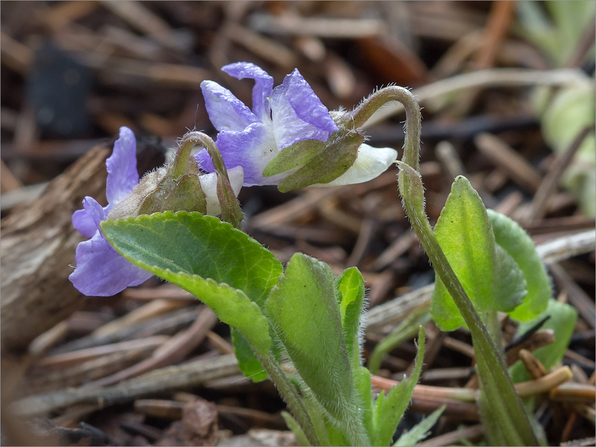 Image of Viola collina specimen.