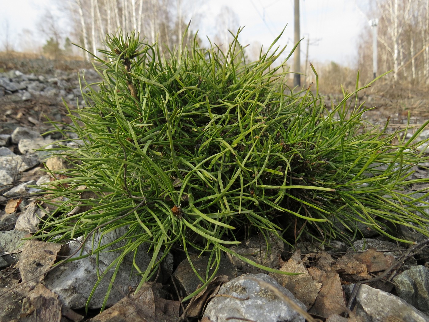 Изображение особи Pinus sylvestris.