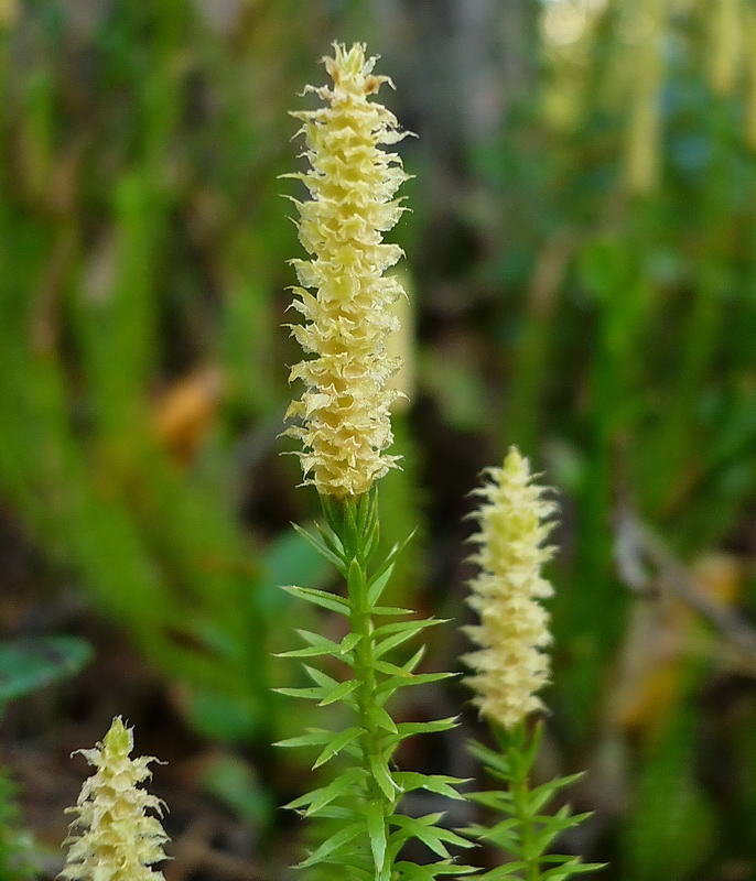 Изображение особи Lycopodium annotinum.