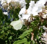 Phlox paniculata