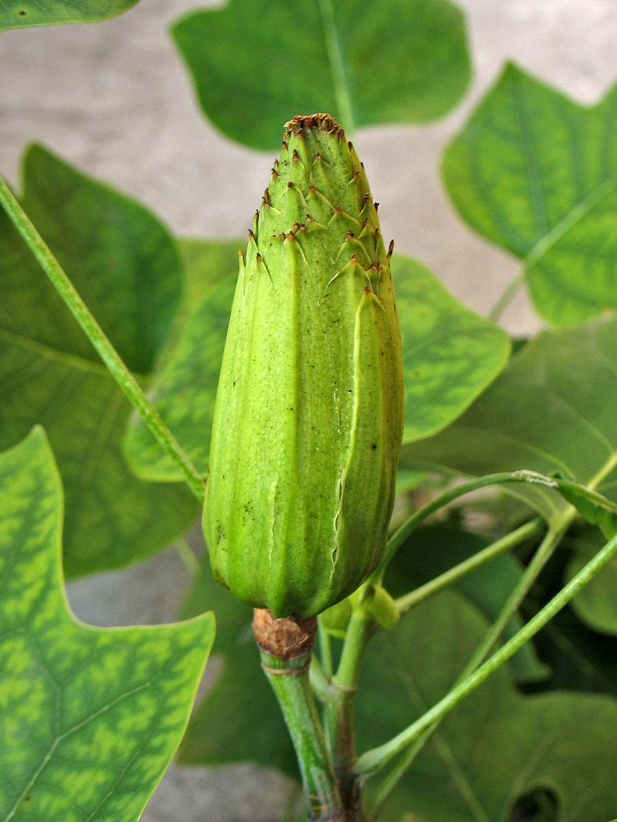 Image of Liriodendron tulipifera specimen.