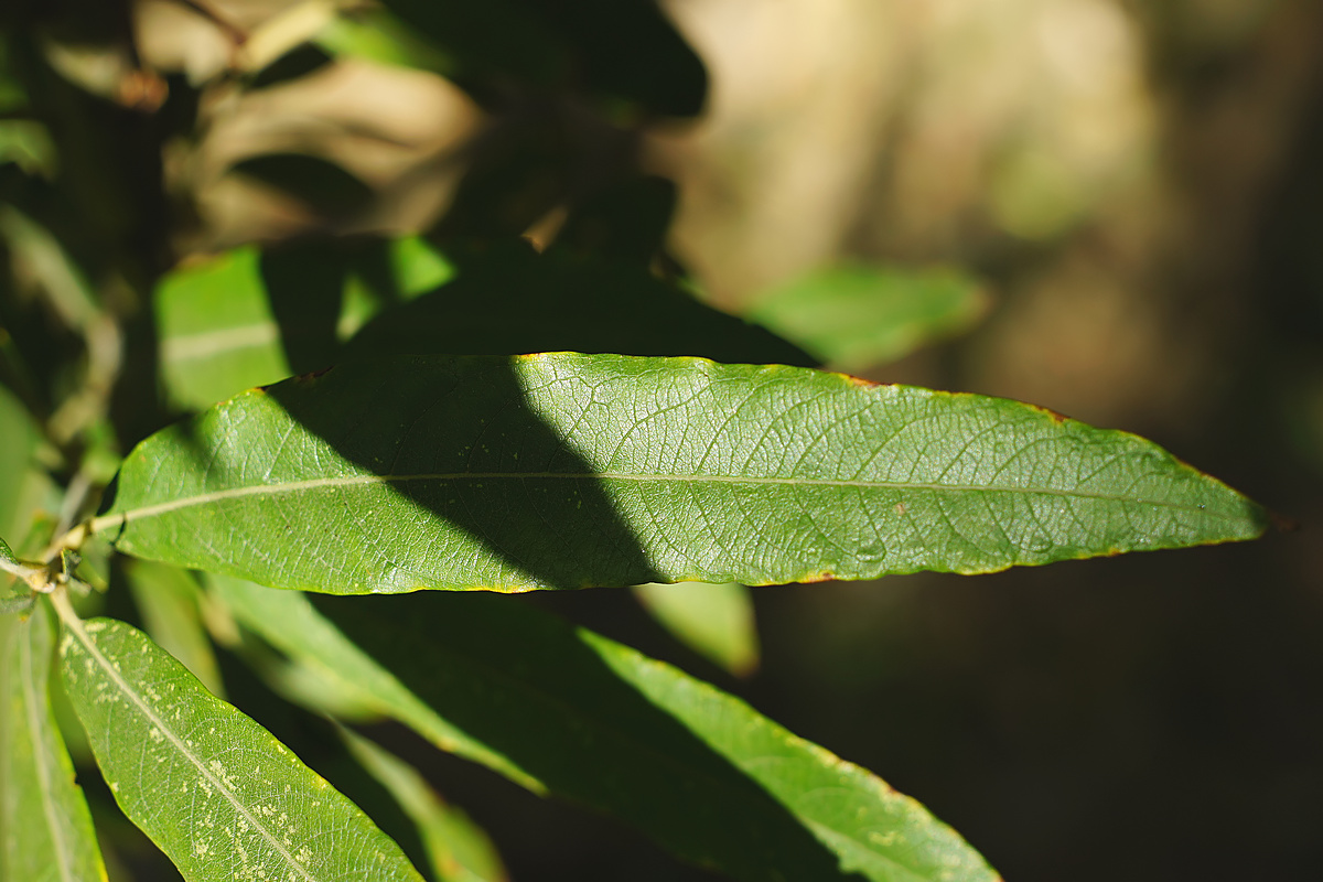 Изображение особи Salix gmelinii.