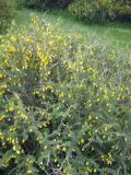 Caragana aurantiaca. Цветущие растения. Казахстан, долина между Терскей Алатау и хребтом Кетмень, 2000 м н.у.м. 16.06.2010.
