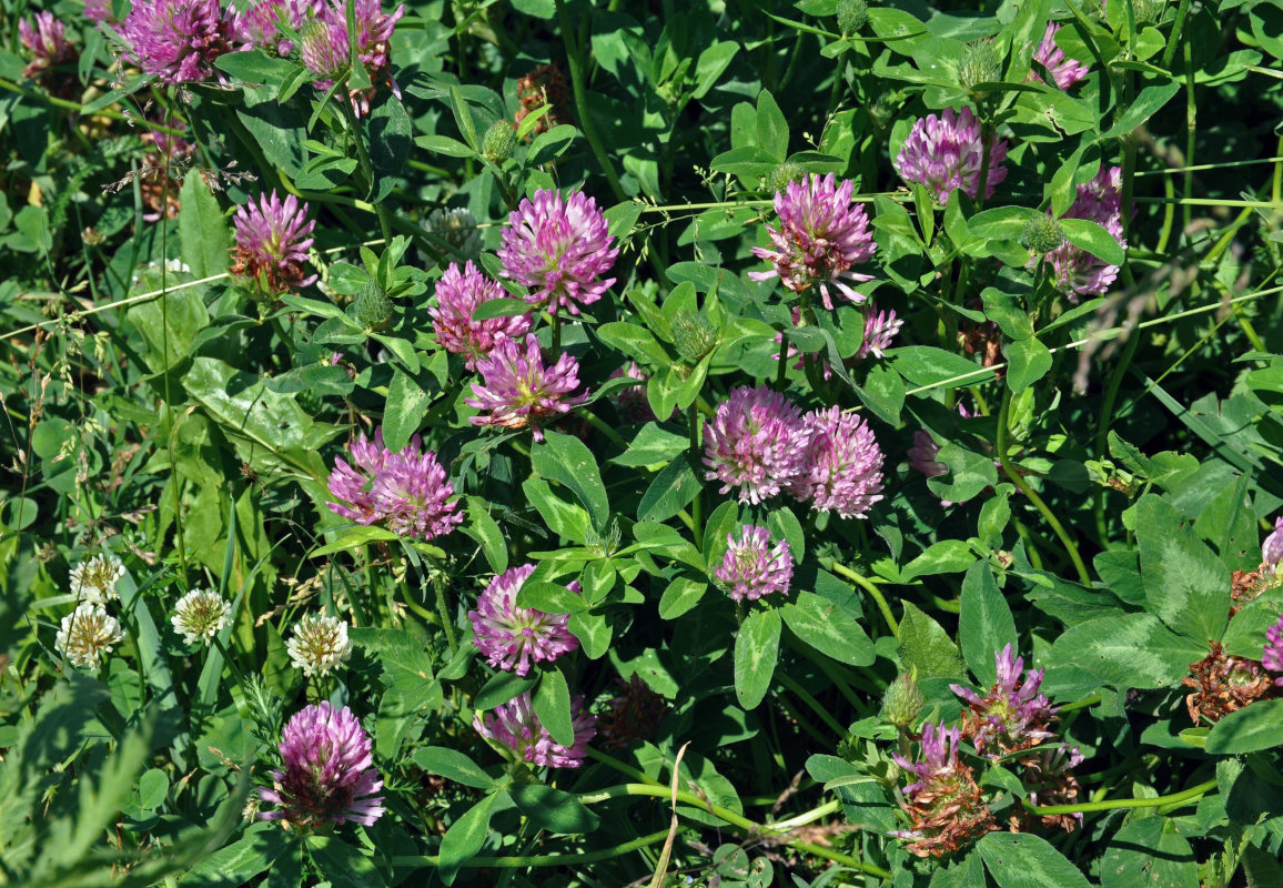 Изображение особи Trifolium pratense.