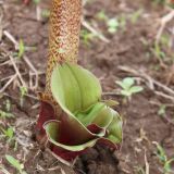 Scadoxus multiflorus