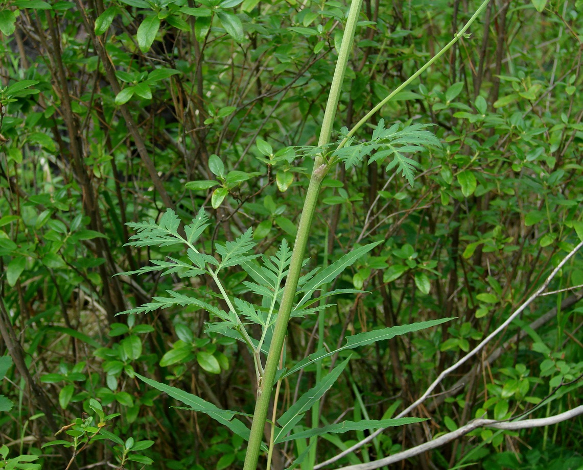 Изображение особи Pleurospermum uralense.