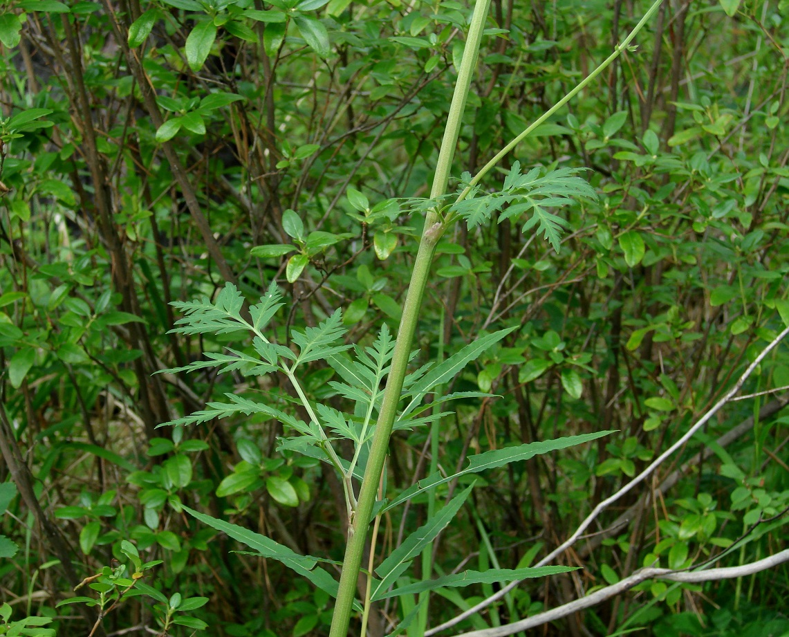 Image of Pleurospermum uralense specimen.