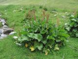 Rumex alpinus