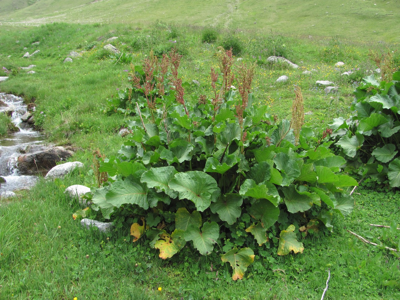 Изображение особи Rumex alpinus.