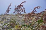 Calamagrostis langsdorffii