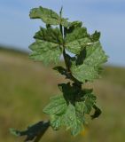 Pimpinella saxifraga