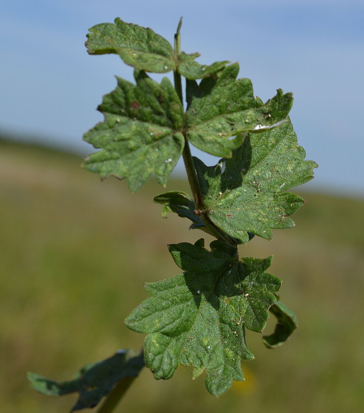 Image of Pimpinella saxifraga specimen.