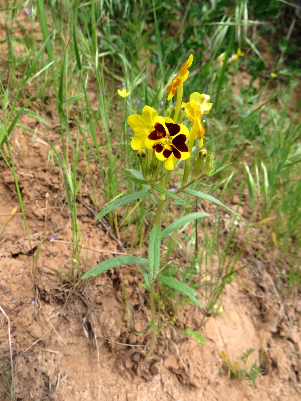 Изображение особи Arnebia coerulea.