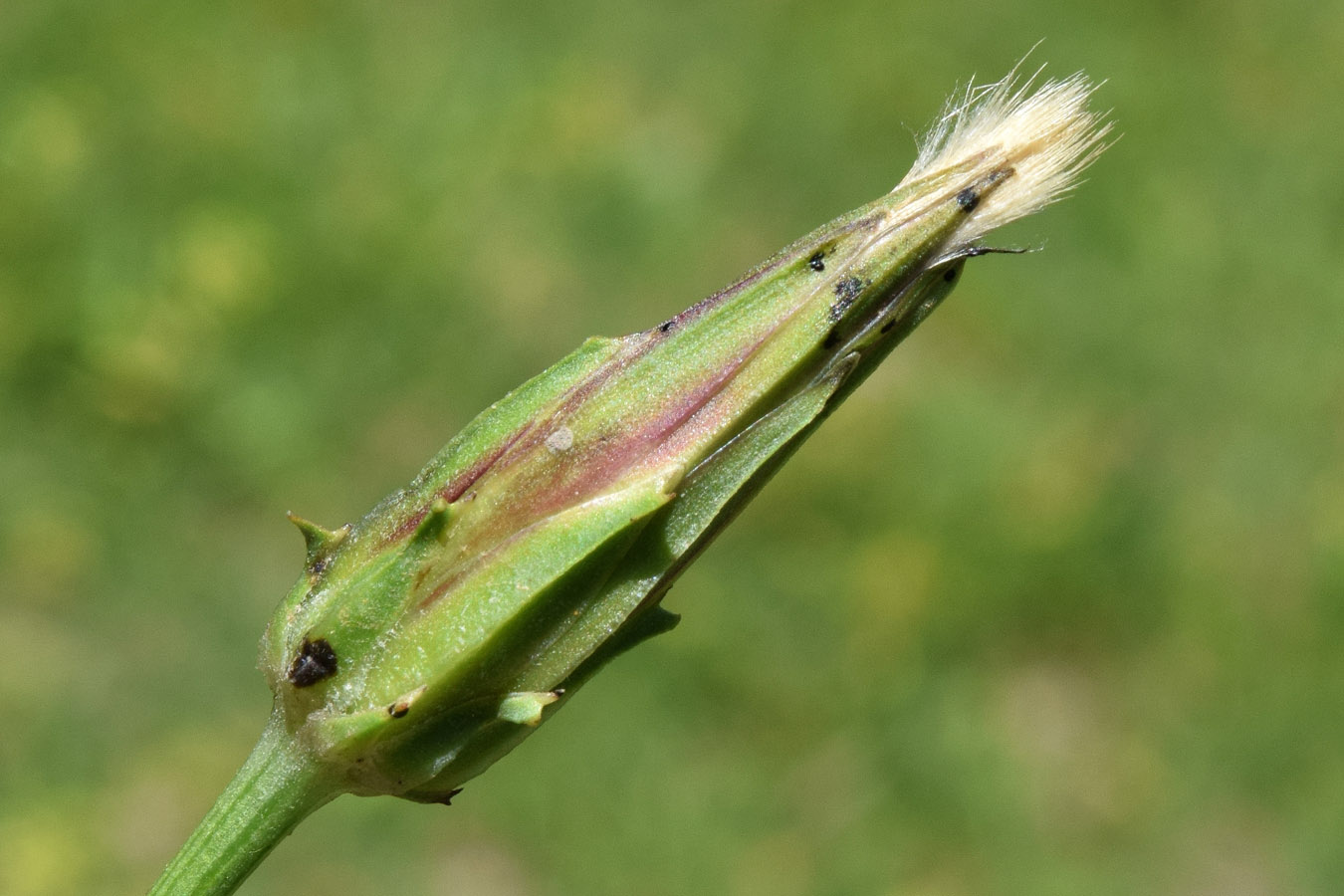 Image of Scorzonera songorica specimen.