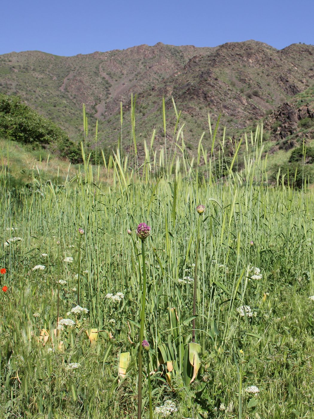 Image of Allium altissimum specimen.