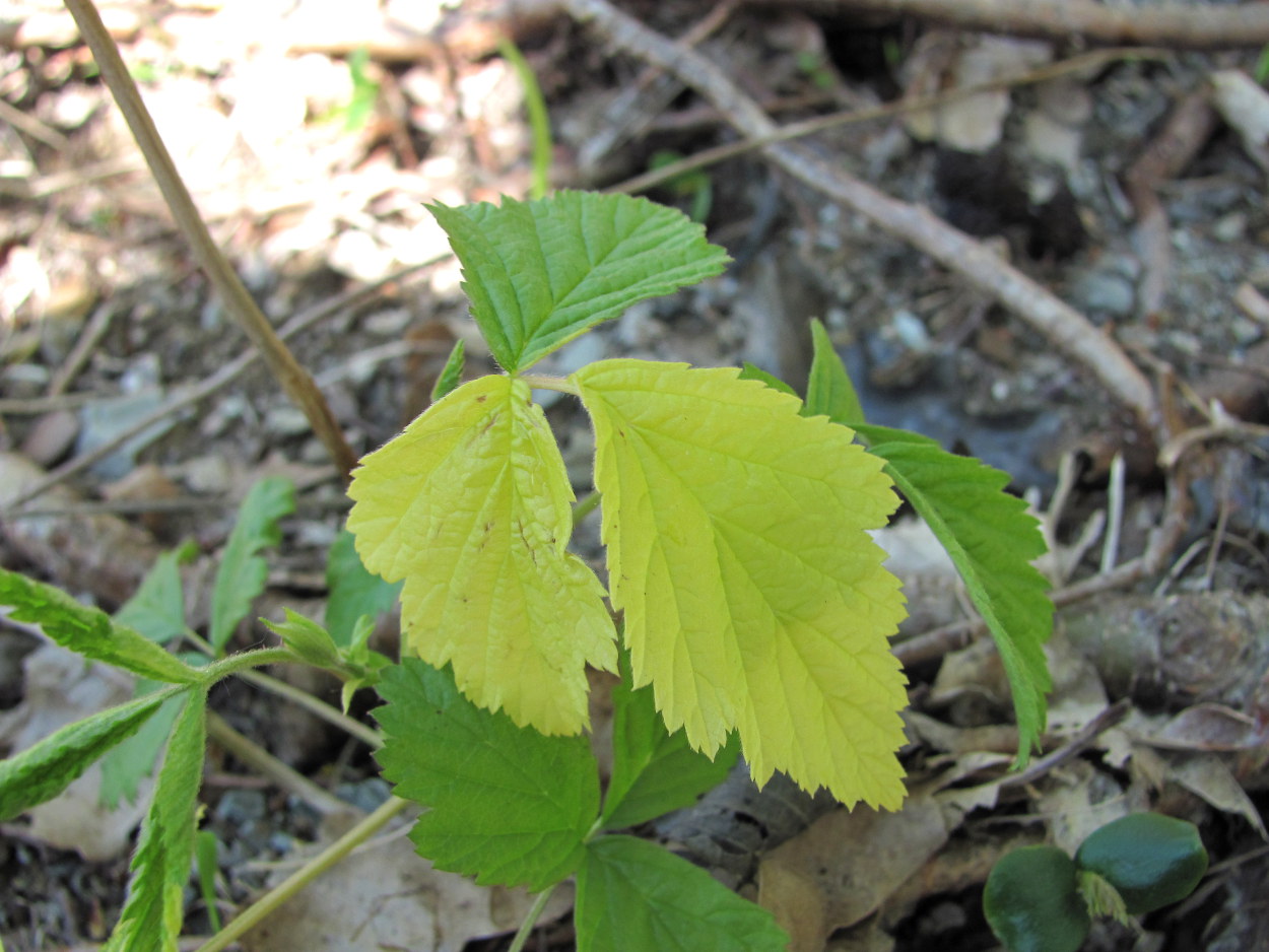 Изображение особи Rubus caesius.