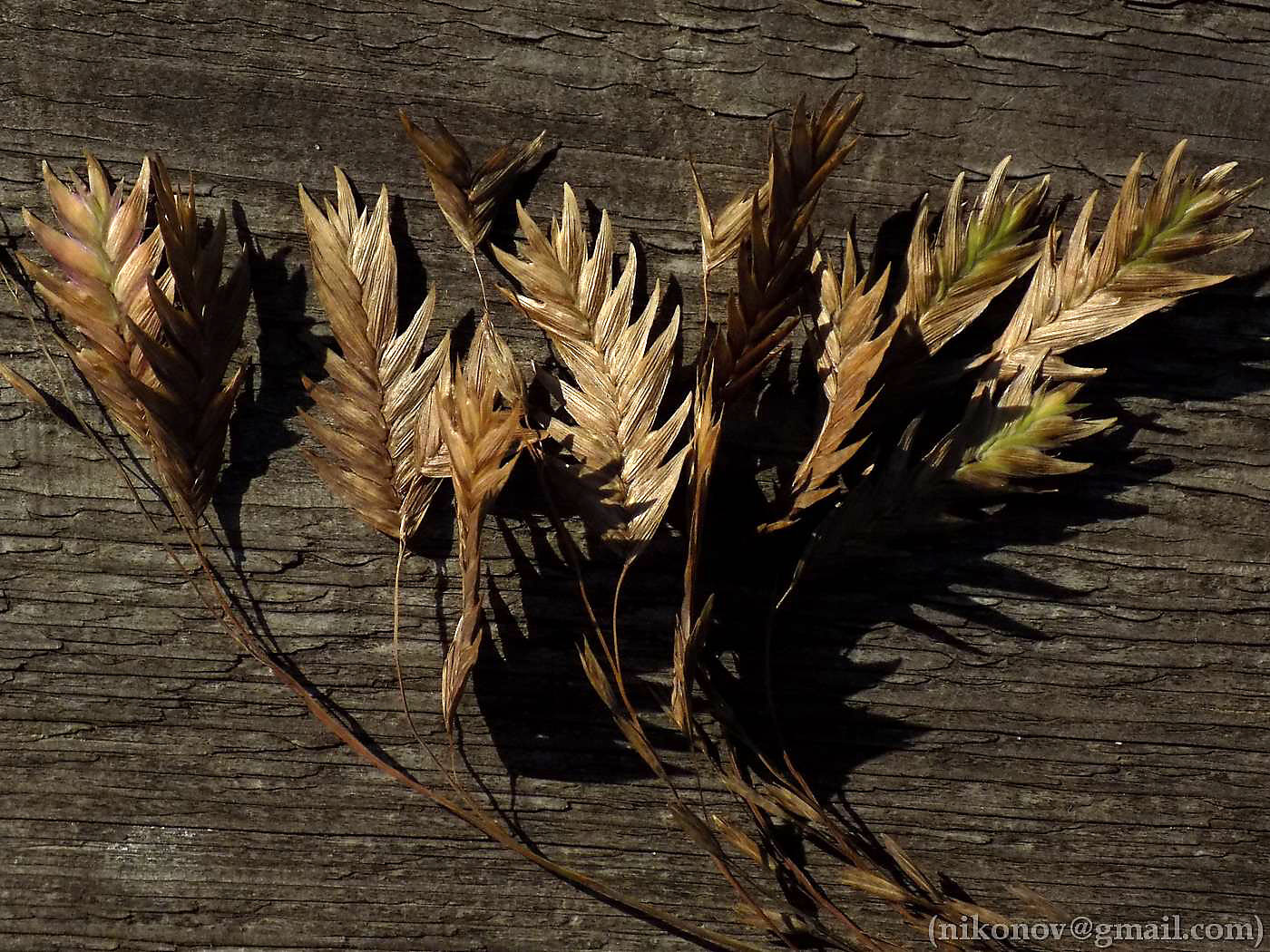 Image of Chasmanthium latifolium specimen.