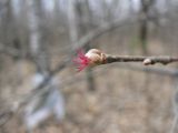 Corylus mandshurica. Женское соцветие. Хабаровский край, 17 км Владивостокского шоссе, вершинка сопочки, широколиственный лес. 18.04.2019.