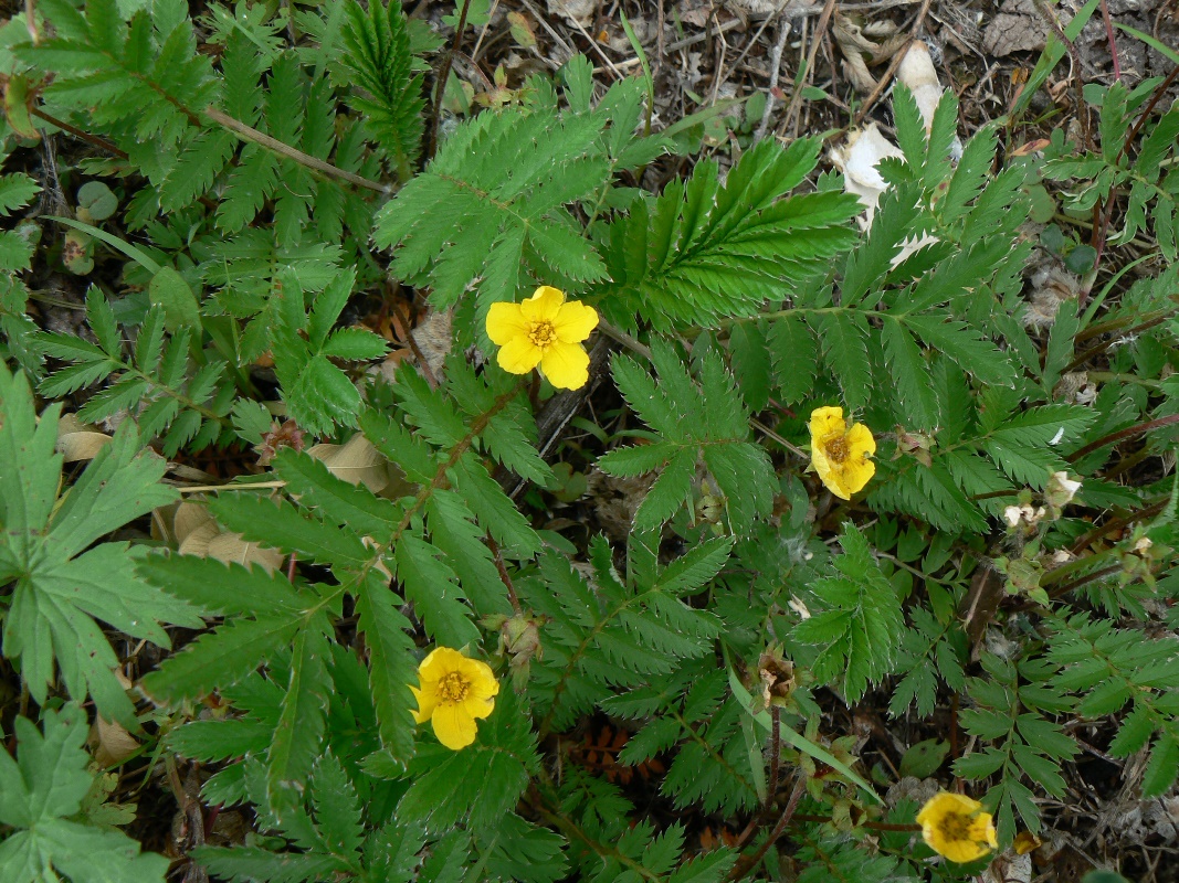 Image of Potentilla anserina specimen.