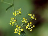 Bupleurum longiradiatum