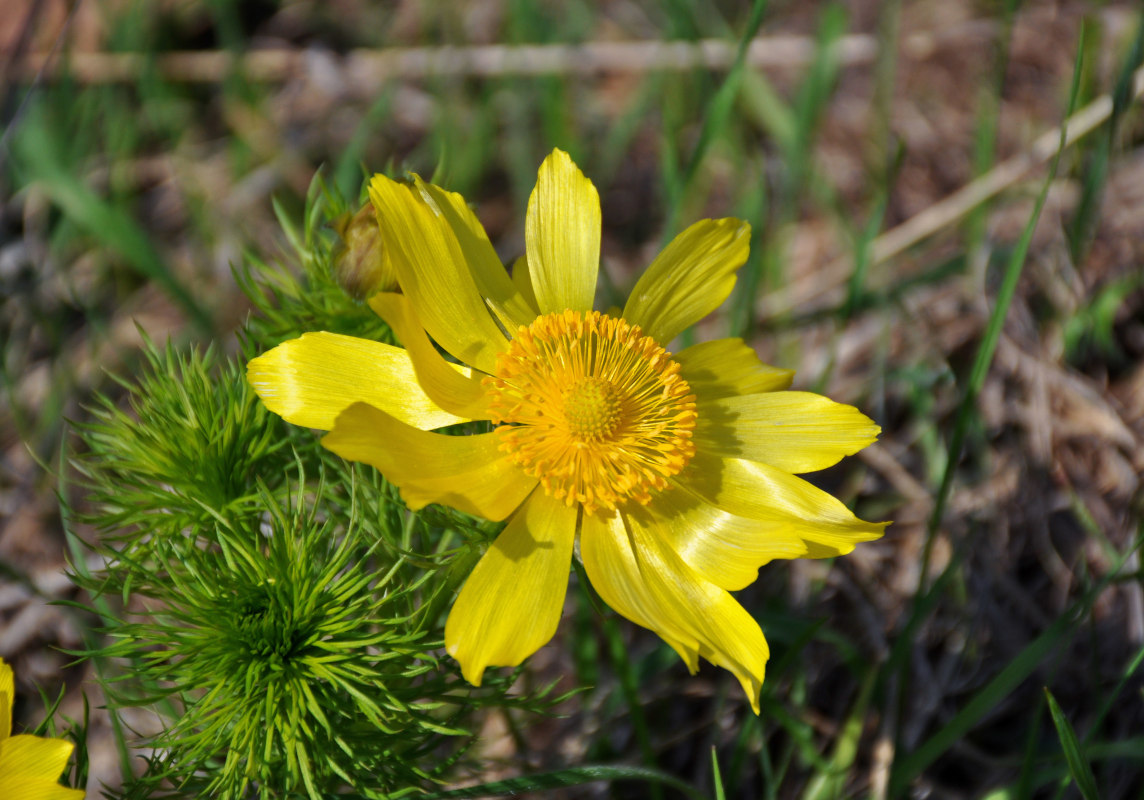 Image of Adonis vernalis specimen.