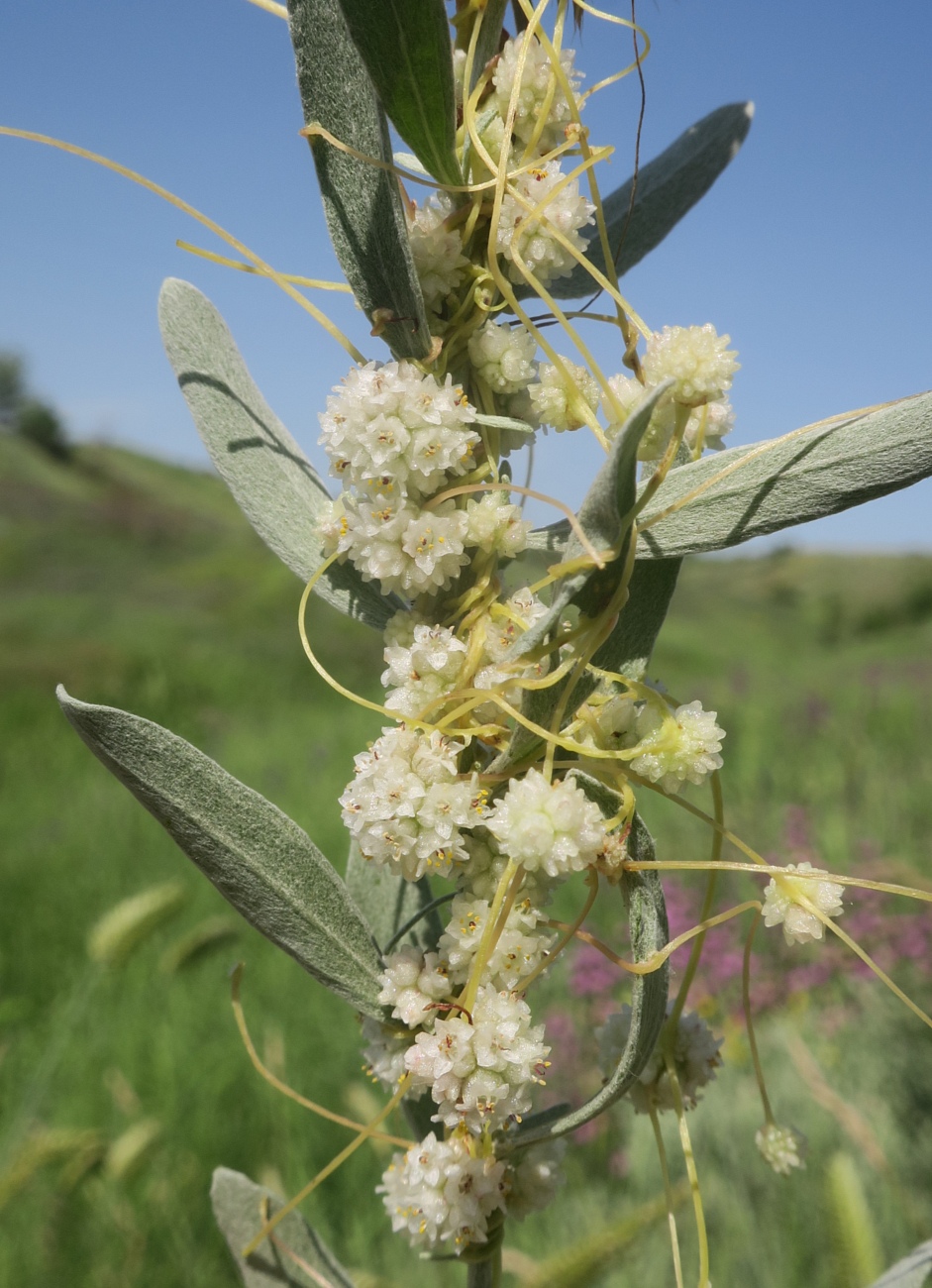 Image of genus Cuscuta specimen.