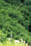 Elymus amurensis