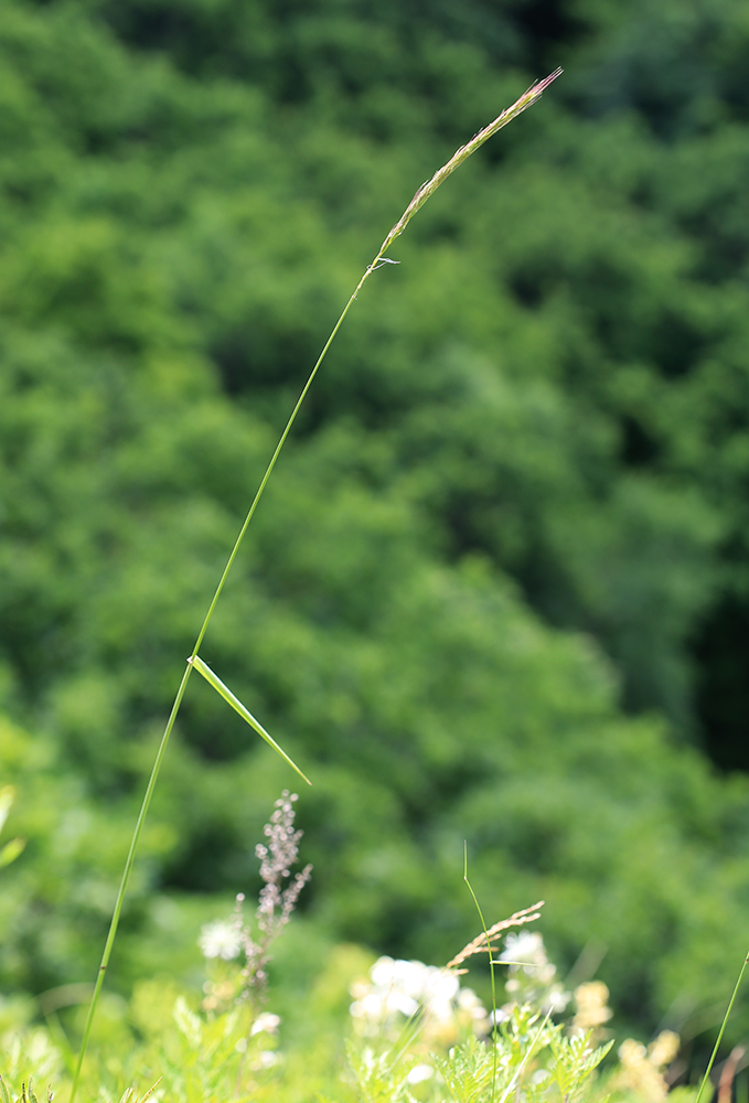 Изображение особи Elymus amurensis.