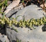 Rumex subspecies mesopotamicus