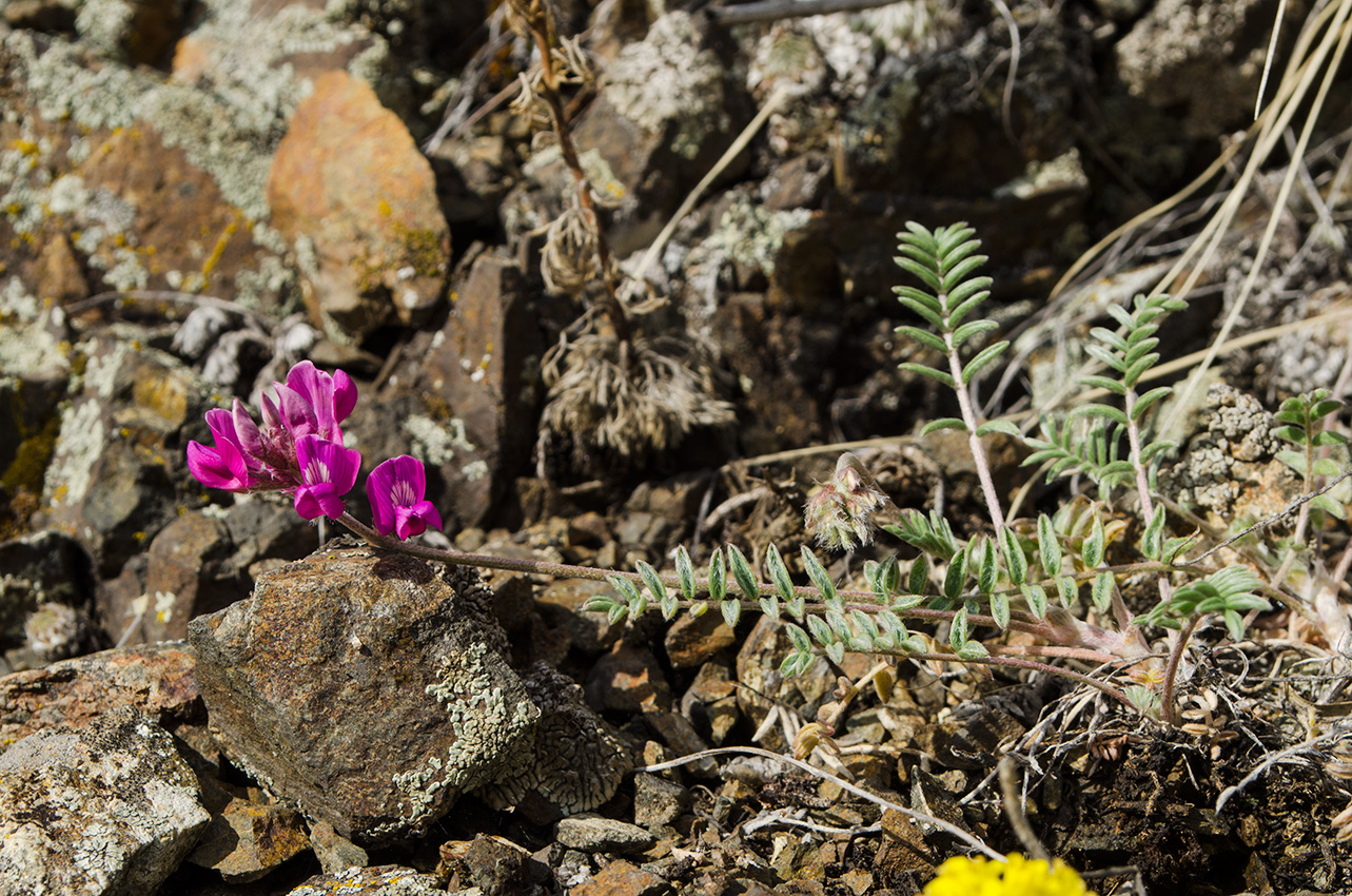 Изображение особи Oxytropis floribunda.