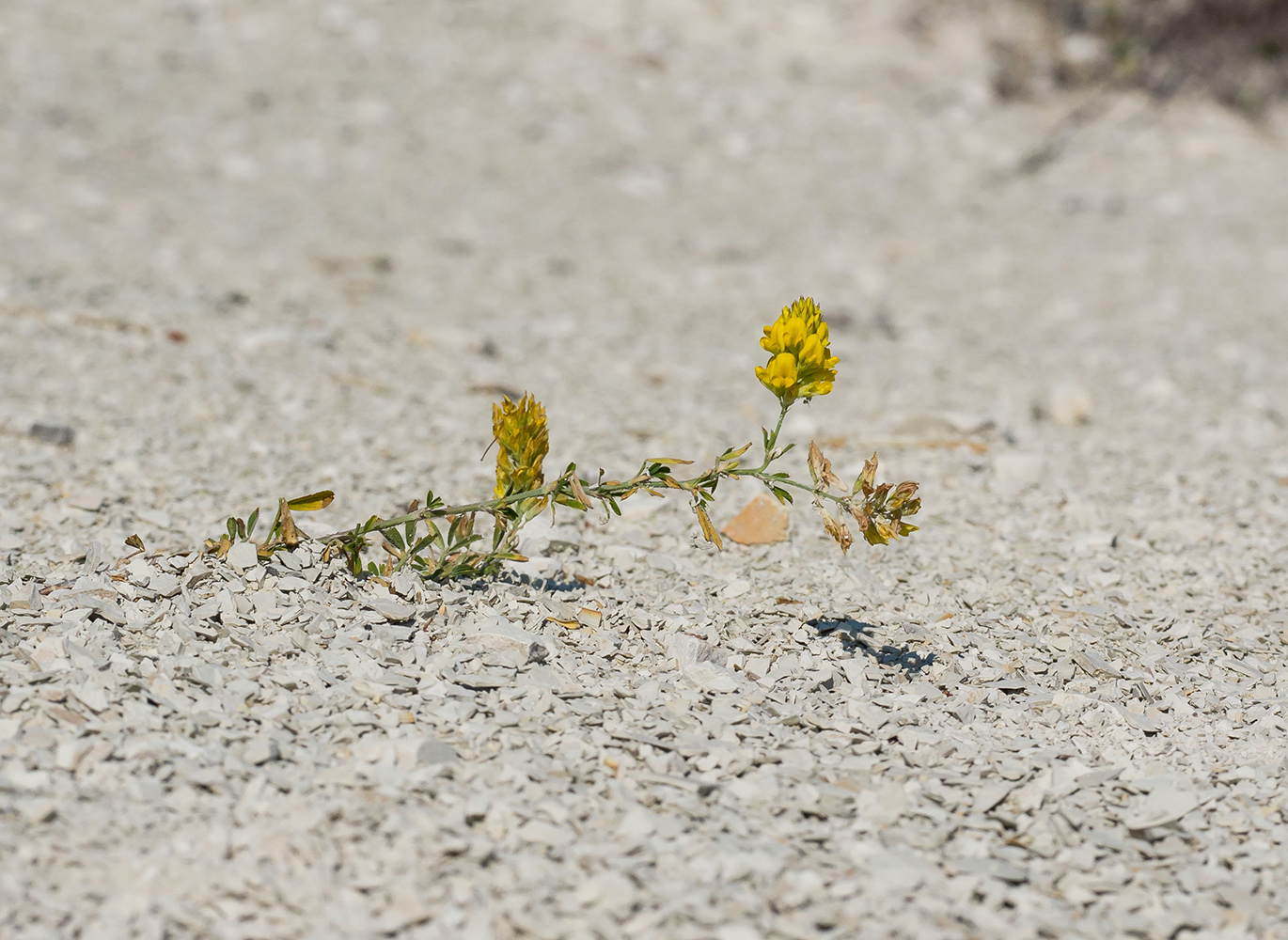 Изображение особи Medicago falcata.