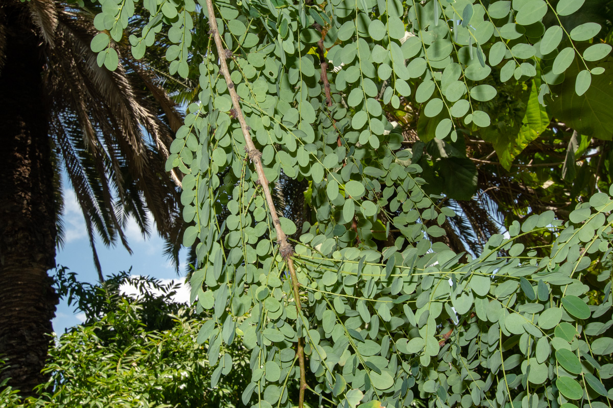 Image of genus Phyllanthus specimen.