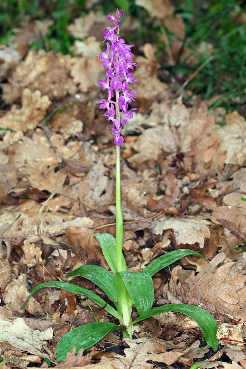 Изображение особи Orchis mascula.