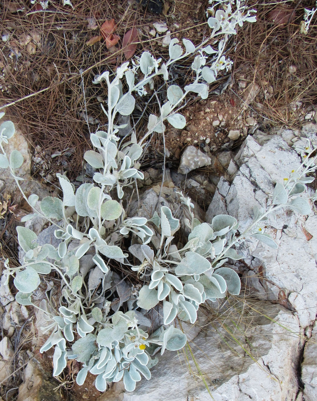 Image of Inula heterolepis specimen.