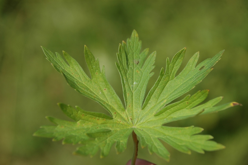 Изображение особи Geranium affine.