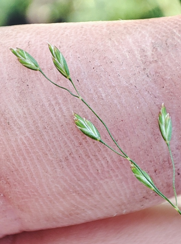 Image of genus Poa specimen.