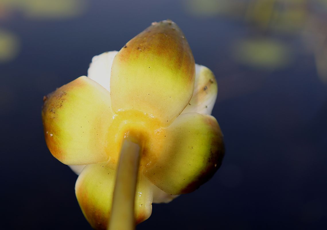 Изображение особи Nymphaea candida.