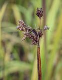 Schoenoplectus lacustris. Верхушка побега с соплодием. Пермский край, Оханский р-н, Тулумбаихинское сельское поселение, Кунчурихинский бор, часто затапливаемый песчаный берег. 25.09.2021.