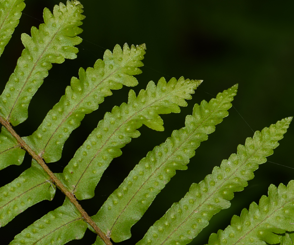 Image of Nephrolepis exaltata specimen.